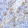 Immunohistochemistry of paraffin-embedded human tonsil using CASQ1 antibody (16-752) at dilution of 1:100 (40x lens) .