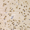Immunohistochemistry of paraffin-embedded mouse brain using CDK7 antibody (16-807) at dilution of 1:200 (40x lens) .