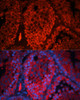 Immunofluorescence analysis of mouse testis using Kctd19 antibody (16-901) at dilution of 1:100. Blue: DAPI for nuclear staining.