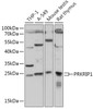 Western blot analysis of extracts of various cell lines, using PRKRIP1 antibody (18-093) at 1:1000 dilution.<br/>Secondary antibody: HRP Goat Anti-Rabbit IgG (H+L) at 1:10000 dilution.<br/>Lysates/proteins: 25ug per lane.<br/>Blocking buffer: 3% nonfat dry milk in TBST.<br/>Detection: ECL Basic Kit.<br/>Exposure time: 180s.