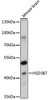 Western blot analysis of extracts of mouse brain, using HSD3B7 antibody (18-097) at 1:1000 dilution.<br/>Secondary antibody: HRP Goat Anti-Rabbit IgG (H+L) at 1:10000 dilution.<br/>Lysates/proteins: 25ug per lane.<br/>Blocking buffer: 3% nonfat dry milk in TBST.<br/>Detection: ECL Basic Kit.<br/>Exposure time: 60s.