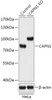 Western blot analysis of extracts from normal (control) and CAPN1 knockout (KO) HeLa cells, using CAPN1 antibody (18-193) at 1:1000 dilution.<br/>Secondary antibody: HRP Goat Anti-Rabbit IgG (H+L) at 1:10000 dilution.<br/>Lysates/proteins: 25ug per lane.<br/>Blocking buffer: 3% nonfat dry milk in TBST.<br/>Detection: ECL Basic Kit.<br/>Exposure time: 10s.