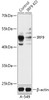 Western blot analysis of extracts from normal (control) and IRF9 knockout (KO) A-549 cells, using IRF9 antibody (18-195) at 1:1000 dilution.<br/>Secondary antibody: HRP Goat Anti-Rabbit IgG (H+L) at 1:10000 dilution.<br/>Lysates/proteins: 25ug per lane.<br/>Blocking buffer: 3% nonfat dry milk in TBST.<br/>Detection: ECL Basic Kit.<br/>Exposure time: 10s.