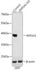 Western blot analysis of extracts from normal (control) and AKR1A1 knockout (KO) 293T cells, using AKR1A1 antibody (18-201) at 1:1000 dilution.<br/>Secondary antibody: HRP Goat Anti-Rabbit IgG (H+L) at 1:10000 dilution.<br/>Lysates/proteins: 25ug per lane.<br/>Blocking buffer: 3% nonfat dry milk in TBST.<br/>Detection: ECL Basic Kit.<br/>Exposure time: 30s.