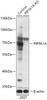 Western blot analysis of extracts from normal (control) and PIP5K1A knockout (KO) 293T cells, using PIP5K1A antibody (18-213) at 1:1000 dilution.<br/>Secondary antibody: HRP Goat Anti-Rabbit IgG (H+L) at 1:10000 dilution.<br/>Lysates/proteins: 25ug per lane.<br/>Blocking buffer: 3% nonfat dry milk in TBST.<br/>Detection: ECL Basic Kit.<br/>Exposure time: 10s.