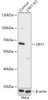 Western blot analysis of extracts from normal (control) and CRY1 knockout (KO) HeLa cells, using CRY1 antibody (18-216) at 1:1000 dilution.<br/>Secondary antibody: HRP Goat Anti-Rabbit IgG (H+L) at 1:10000 dilution.<br/>Lysates/proteins: 25ug per lane.<br/>Blocking buffer: 3% nonfat dry milk in TBST.<br/>Detection: ECL Basic Kit.<br/>Exposure time: 10s.