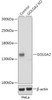 Western blot analysis of extracts from normal (control) and GOLGA2 knockout (KO) HeLa cells, using GOLGA2 antibody (18-230) at 1:1000 dilution.<br/>Secondary antibody: HRP Goat Anti-Rabbit IgG (H+L) at 1:10000 dilution.<br/>Lysates/proteins: 25ug per lane.<br/>Blocking buffer: 3% nonfat dry milk in TBST.<br/>Detection: ECL Basic Kit.<br/>Exposure time: 10s.