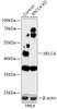 Western blot analysis of extracts from normal (control) and XRCC4 knockout (KO) HeLa cells, using XRCC4 antibody (18-234) at 1:500 dilution.<br/>Secondary antibody: HRP Goat Anti-Rabbit IgG (H+L) at 1:10000 dilution.<br/>Lysates/proteins: 25ug per lane.<br/>Blocking buffer: 3% nonfat dry milk in TBST.<br/>Detection: ECL Basic Kit.<br/>Exposure time: 30s.
