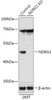 Western blot analysis of extracts from normal (control) and NDRG1 knockout (KO) 293T cells, using NDRG1 antibody (18-246) at 1:1000 dilution.<br/>Secondary antibody: HRP Goat Anti-Rabbit IgG (H+L) at 1:10000 dilution.<br/>Lysates/proteins: 25ug per lane.<br/>Blocking buffer: 3% nonfat dry milk in TBST.<br/>Detection: ECL Basic Kit.<br/>Exposure time: 1s.