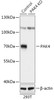 Western blot analysis of extracts from normal (control) and PAK4 knockout (KO) 293T cells, using PAK4 antibody (18-248) at 1:500 dilution.<br/>Secondary antibody: HRP Goat Anti-Rabbit IgG (H+L) at 1:10000 dilution.<br/>Lysates/proteins: 25ug per lane.<br/>Blocking buffer: 3% nonfat dry milk in TBST.<br/>Detection: ECL Basic Kit.<br/>Exposure time: 3min.
