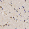 Immunohistochemistry of paraffin-embedded rat brain using PPP2R4 Antibody (18-379) at dilution of 1:200 (40x lens) .