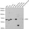 Western blot analysis of extracts of various cell lines, using APBB1 antibody (18-403) at 1:1000 dilution.<br/>Secondary antibody: HRP Goat Anti-Rabbit IgG (H+L) at 1:10000 dilution.<br/>Lysates/proteins: 25ug per lane.<br/>Blocking buffer: 3% nonfat dry milk in TBST.