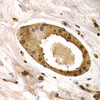 Immunohistochemistry of paraffin-embedded human normal breast using TOR1A antibody (18-475) at dilution of 1:200 (40x lens) .
