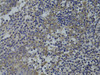 Immunohistochemistry of paraffin-embedded human tonsil using GNA15 antibody (18-484) at dilution of 1:100 (40x lens) .