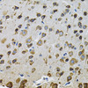 Immunohistochemistry of paraffin-embedded rat brain using NCF4 Antibody (18-497) at dilution of 1:100 (40x lens) .