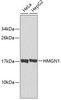 Western blot analysis of extracts of various cell lines, using HMGN1 antibody (18-593) .<br/>Secondary antibody: HRP Goat Anti-Rabbit IgG (H+L) at 1:10000 dilution.<br/>Lysates/proteins: 25ug per lane.<br/>Blocking buffer: 3% nonfat dry milk in TBST.