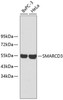 Western blot analysis of extracts of various cell lines, using SMARCD3 antibody (18-595) .<br/>Secondary antibody: HRP Goat Anti-Rabbit IgG (H+L) at 1:10000 dilution.<br/>Lysates/proteins: 25ug per lane.<br/>Blocking buffer: 3% nonfat dry milk in TBST.