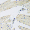 Immunohistochemistry of paraffin-embedded mouse heart using LEPREL2 antibody (18-601) at dilution of 1:200 (40x lens) .