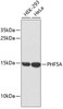 Western blot analysis of extracts of various cell lines, using PHF5A antibody (18-608) .<br/>Secondary antibody: HRP Goat Anti-Rabbit IgG (H+L) at 1:10000 dilution.<br/>Lysates/proteins: 25ug per lane.<br/>Blocking buffer: 3% nonfat dry milk in TBST.