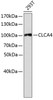 Western blot analysis of extracts of 293T cells, using CLCA4 antibody (18-770) .<br/>Secondary antibody: HRP Goat Anti-Rabbit IgG (H+L) at 1:10000 dilution.<br/>Lysates/proteins: 25ug per lane.<br/>Blocking buffer: 3% nonfat dry milk in TBST.