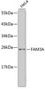 Western blot analysis of extracts of HeLa cells, using FAM3A antibody (18-811) .<br/>Secondary antibody: HRP Goat Anti-Rabbit IgG (H+L) at 1:10000 dilution.<br/>Lysates/proteins: 25ug per lane.<br/>Blocking buffer: 3% nonfat dry milk in TBST.