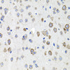 Immunohistochemistry of paraffin-embedded mouse brain using CDH23 antibody (18-812) at dilution of 1:100 (40x lens) .