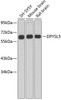 Western blot analysis of extracts of various cell lines, using DPYSL5 antibody (18-844) .<br/>Secondary antibody: HRP Goat Anti-Mouse IgG (H+L) (AS003) at 1:10000 dilution.<br/>Lysates/proteins: 25ug per lane.<br/>Blocking buffer: 3% nonfat dry milk in TBST.