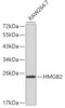 Western blot analysis of extracts of RAW264.7 cells, using HMGB2 antibody (18-890) .<br/>Secondary antibody: HRP Goat Anti-Rabbit IgG (H+L) at 1:10000 dilution.<br/>Lysates/proteins: 25ug per lane.<br/>Blocking buffer: 3% nonfat dry milk in TBST.