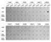 Dot-blot analysis of all sorts of methylation peptides using MonoMethyl-Histone H3-R26 antibody (18-972) .