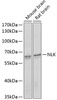 Western blot analysis of extracts of various cell lines, using NLK antibody (18-986) at 1:1000 dilution.<br/>Secondary antibody: HRP Goat Anti-Rabbit IgG (H+L) at 1:10000 dilution.<br/>Lysates/proteins: 25ug per lane.<br/>Blocking buffer: 3% nonfat dry milk in TBST.<br/>Detection: ECL Enhanced Kit.<br/>Exposure time: 90s.
