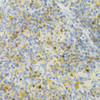Immunohistochemistry of paraffin-embedded rat spleen using PAK1 Antibody (19-016) at dilution of 1:100 (40x lens) .