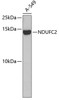 Western blot analysis of extracts of A-549 cells, using NDUFC2 antibody (19-031) .<br/>Secondary antibody: HRP Goat Anti-Rabbit IgG (H+L) at 1:10000 dilution.<br/>Lysates/proteins: 25ug per lane.<br/>Blocking buffer: 3% nonfat dry milk in TBST.