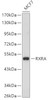 Western blot analysis of extracts of MCF-7 cells, using RXRA antibody (19-036) .<br/>Secondary antibody: HRP Goat Anti-Rabbit IgG (H+L) at 1:10000 dilution.<br/>Lysates/proteins: 25ug per lane.<br/>Blocking buffer: 3% nonfat dry milk in TBST.