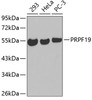 Western blot analysis of extracts of various cell lines, using PRPF19 antibody (19-063) .<br/>Secondary antibody: HRP Goat Anti-Rabbit IgG (H+L) at 1:10000 dilution.<br/>Lysates/proteins: 25ug per lane.<br/>Blocking buffer: 3% nonfat dry milk in TBST.