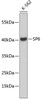 Western blot analysis of extracts of K-562 cells, using SP6 antibody (19-084) .<br/>Secondary antibody: HRP Goat Anti-Rabbit IgG (H+L) at 1:10000 dilution.<br/>Lysates/proteins: 25ug per lane.<br/>Blocking buffer: 3% nonfat dry milk in TBST.