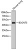 Western blot analysis of extracts of mouse lung, using B3GNT5 antibody (19-086) .<br/>Secondary antibody: HRP Goat Anti-Rabbit IgG (H+L) at 1:10000 dilution.<br/>Lysates/proteins: 25ug per lane.<br/>Blocking buffer: 3% nonfat dry milk in TBST.