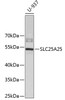 Western blot analysis of extracts of U-937 cells, using SLC25A25 antibody (19-089) .<br/>Secondary antibody: HRP Goat Anti-Rabbit IgG (H+L) at 1:10000 dilution.<br/>Lysates/proteins: 25ug per lane.<br/>Blocking buffer: 3% nonfat dry milk in TBST.