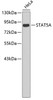 Western blot analysis of extracts of HeLa cells, using STAT5A antibody (19-115) .<br/>Secondary antibody: HRP Goat Anti-Rabbit IgG (H+L) at 1:10000 dilution.<br/>Lysates/proteins: 25ug per lane.<br/>Blocking buffer: 3% nonfat dry milk in TBST.