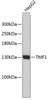 Western blot analysis of extracts of HepG2 cells, using TMF1 antibody (19-118) .<br/>Secondary antibody: HRP Goat Anti-Rabbit IgG (H+L) at 1:10000 dilution.<br/>Lysates/proteins: 25ug per lane.<br/>Blocking buffer: 3% nonfat dry milk in TBST.