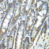 Immunohistochemistry of paraffin-embedded rat Intestine using SEPT7 antibody (19-158) at dilution of 1:100 (40x lens) .