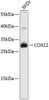 Western blot analysis of extracts of WiDr cells, using COX11 antibody (19-165) .<br/>Secondary antibody: HRP Goat Anti-Rabbit IgG (H+L) at 1:10000 dilution.<br/>Lysates/proteins: 25ug per lane.<br/>Blocking buffer: 3% nonfat dry milk in TBST.