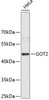 Western blot analysis of extracts of HeLa cells, using GOT2 antibody (19-200) .<br/>Secondary antibody: HRP Goat Anti-Rabbit IgG (H+L) at 1:10000 dilution.<br/>Lysates/proteins: 25ug per lane.<br/>Blocking buffer: 3% nonfat dry milk in TBST.
