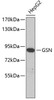 Western blot analysis of extracts of HepG2 cells, using GSN antibody (19-206) .<br/>Secondary antibody: HRP Goat Anti-Rabbit IgG (H+L) at 1:10000 dilution.<br/>Lysates/proteins: 25ug per lane.<br/>Blocking buffer: 3% nonfat dry milk in TBST.