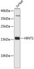 Western blot analysis of extracts of Jurkat cells, using HINT1 antibody (19-207) .<br/>Secondary antibody: HRP Goat Anti-Mouse IgG (H+L) (AS003) at 1:10000 dilution.<br/>Lysates/proteins: 25ug per lane.<br/>Blocking buffer: 3% nonfat dry milk in TBST.