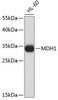 Western blot analysis of extracts of HL-60 cells, using MDH1 antibody (19-226) .<br/>Secondary antibody: HRP Goat Anti-Rabbit IgG (H+L) at 1:10000 dilution.<br/>Lysates/proteins: 25ug per lane.<br/>Blocking buffer: 3% nonfat dry milk in TBST.