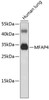 Western blot analysis of extracts of human lung, using MFAP4 antibody (19-227) .<br/>Secondary antibody: HRP Goat Anti-Rabbit IgG (H+L) at 1:10000 dilution.<br/>Lysates/proteins: 25ug per lane.<br/>Blocking buffer: 3% nonfat dry milk in TBST.