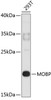 Western blot analysis of extracts of 293T cells, using MOBP antibody (19-230) .<br/>Secondary antibody: HRP Goat Anti-Rabbit IgG (H+L) at 1:10000 dilution.<br/>Lysates/proteins: 25ug per lane.<br/>Blocking buffer: 3% nonfat dry milk in TBST.