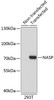 Western blot analysis of extracts of 293T cells, using NASP antibody (19-233) .<br/>Secondary antibody: HRP Goat Anti-Rabbit IgG (H+L) at 1:10000 dilution.<br/>Lysates/proteins: 25ug per lane.<br/>Blocking buffer: 3% nonfat dry milk in TBST.