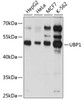 Western blot analysis of extracts of various cell lines, using UBP1 antibody (19-298) at 1:1000 dilution.<br/>Secondary antibody: HRP Goat Anti-Rabbit IgG (H+L) at 1:10000 dilution.<br/>Lysates/proteins: 25ug per lane.<br/>Blocking buffer: 3% nonfat dry milk in TBST.<br/>Detection: ECL Basic Kit.<br/>Exposure time: 20s.