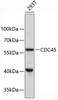 Western blot analysis of extracts of 293T cells, using CDC45 antibody (19-310) .<br/>Secondary antibody: HRP Goat Anti-Rabbit IgG (H+L) at 1:10000 dilution.<br/>Lysates/proteins: 25ug per lane.<br/>Blocking buffer: 3% nonfat dry milk in TBST.